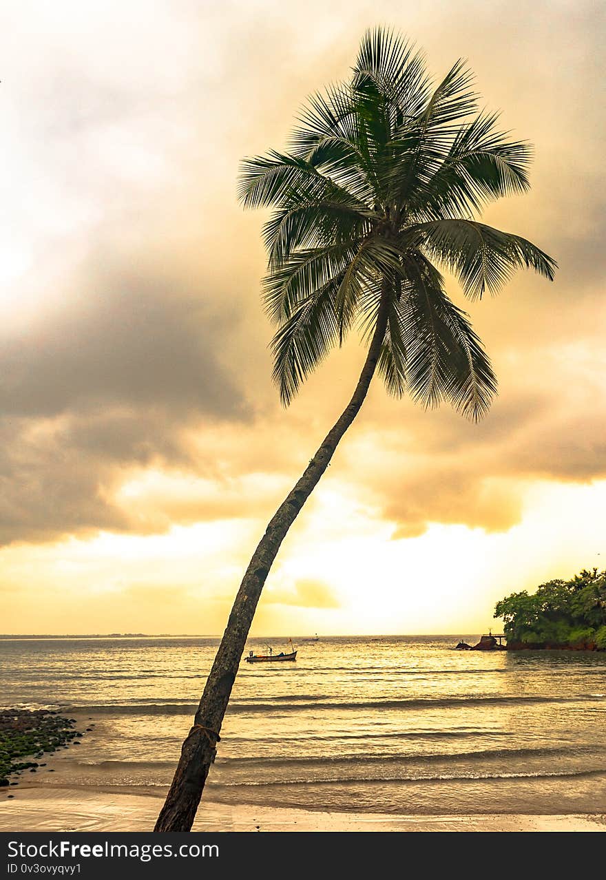 Evening scene at tropical beach vacation, tilted Coconut tree in foreground and sunset in background giving sky a magical tint.