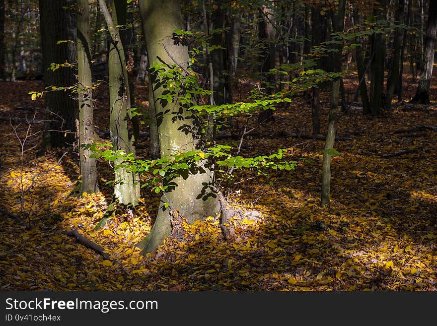 Autumn landscape of a mixed European wood with thicket of deciduous and coniferous trees in Las Kabacki Forest in Mazovia region near Warsaw, Poland