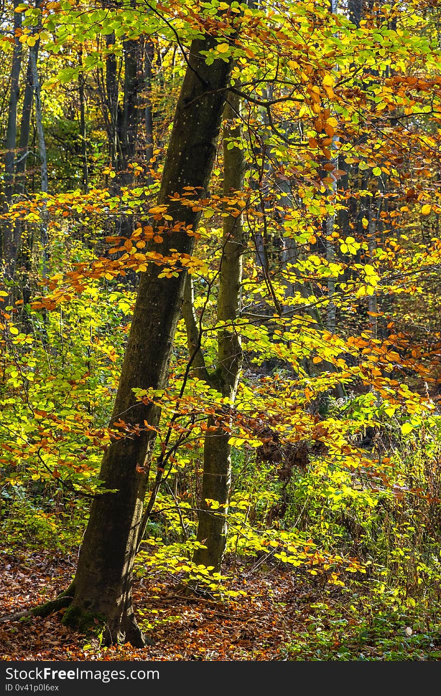 Autumn landscape of a mixed European wood with thicket of deciduous and coniferous trees in Las Kabacki Forest in Mazovia region