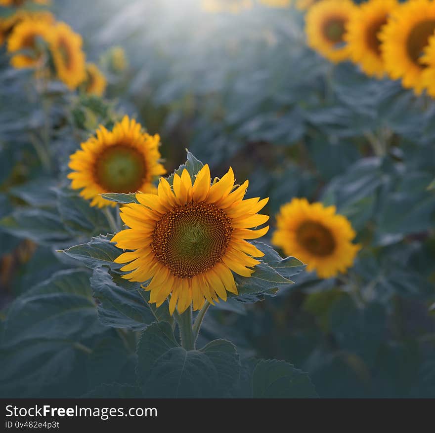 Sunflower field,sunset.Beautiful Orange Nature Background.Artistic Wallpaper.Art Photography.Agricultural Landscape.Sunflowers,sun