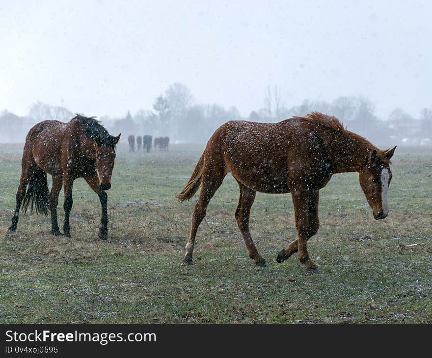 Blurred landscape with a herd of horses in a snowstorm, blurred background, blurred horse outlines