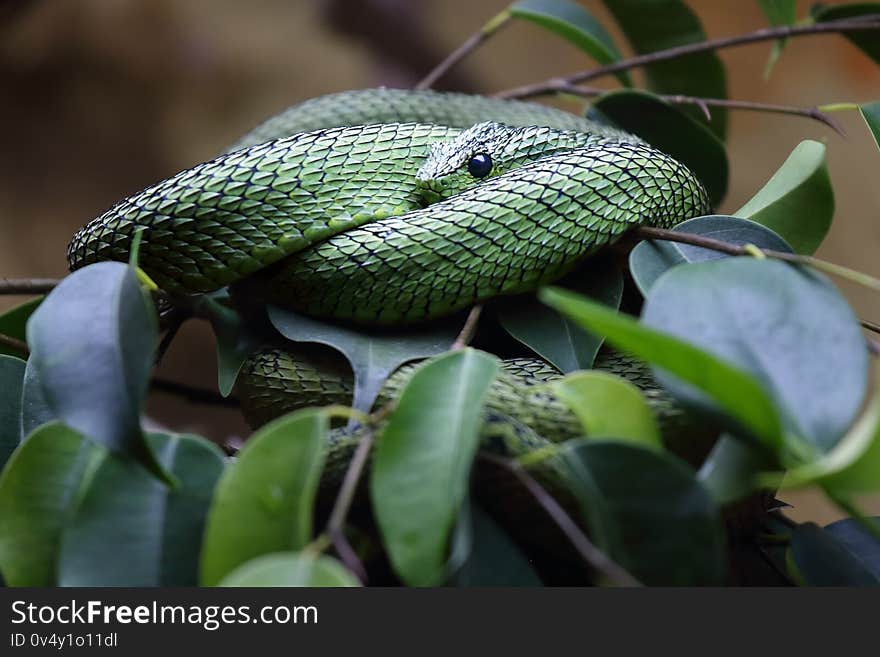 The Great Lakes bush viper or Nitsche`s bush viper Atheris nitschei is twisted around the green branch with leaves in rainforest.