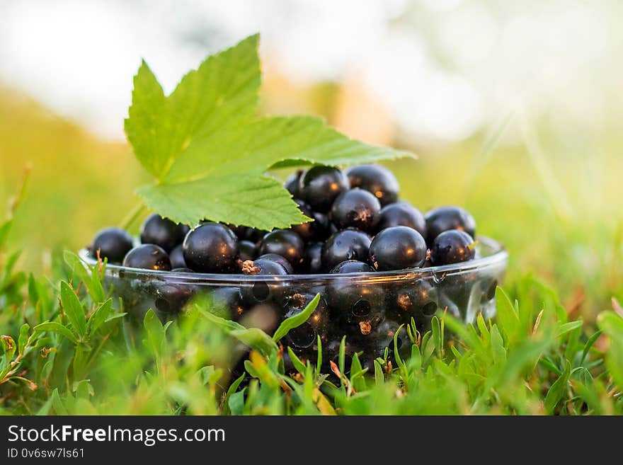 Black currant in a plate in the garden on the grass_