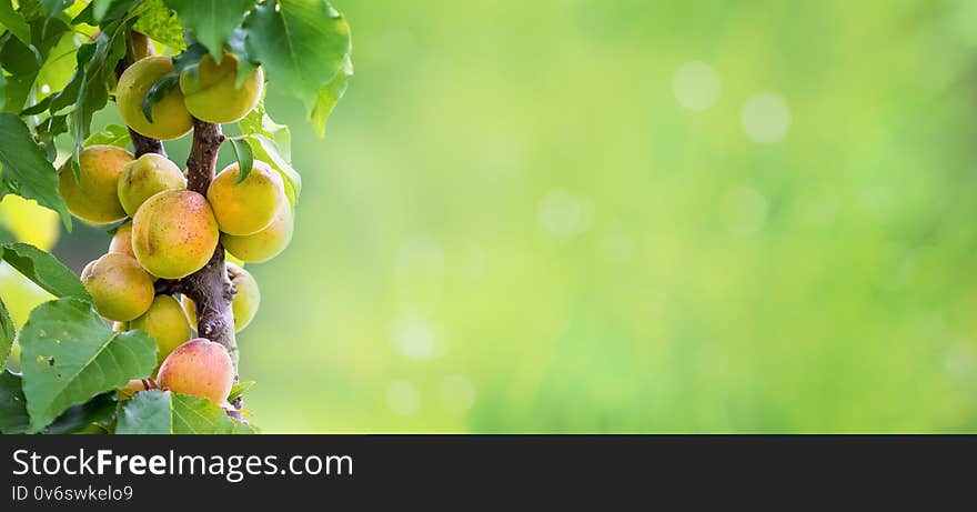 Ripe juicy apricots in the garden on blurred background, panorama, copy space_