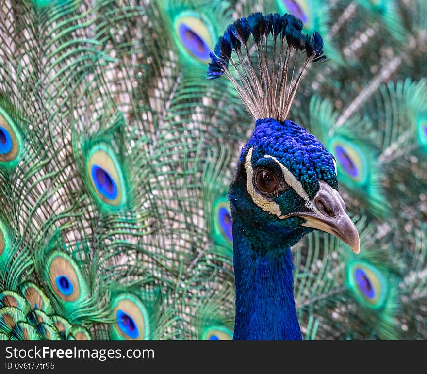 A beautiful peacock spreads its feathers and display its head plumage while trying to attract a mate. A beautiful peacock spreads its feathers and display its head plumage while trying to attract a mate.