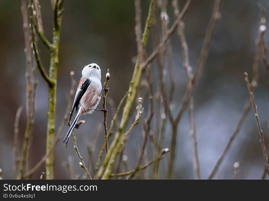 Long-tailed tit bird, Aegithalos caudatus