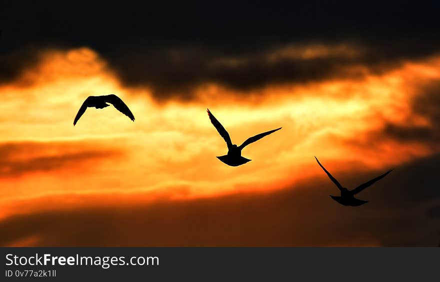 Few pigeons are flying in the evening sunset and its look great with fire cloud and pigeons silhouette. Few pigeons are flying in the evening sunset and its look great with fire cloud and pigeons silhouette