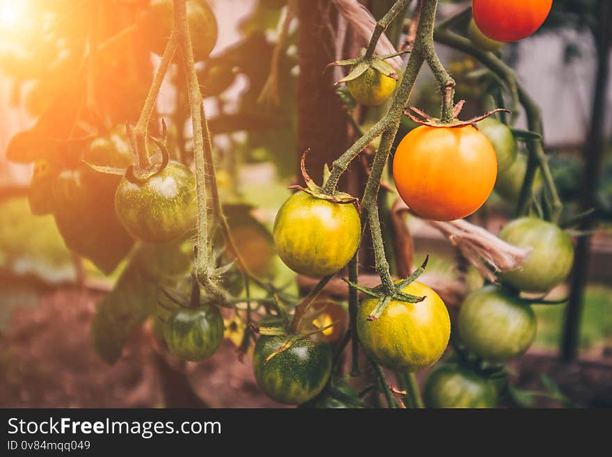 Rich harvest of tomato