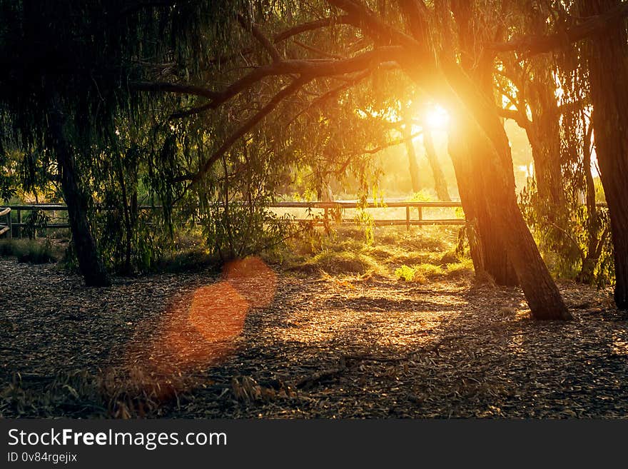 A beautiful view of the sunlit forest - a walk at sunset or dawn