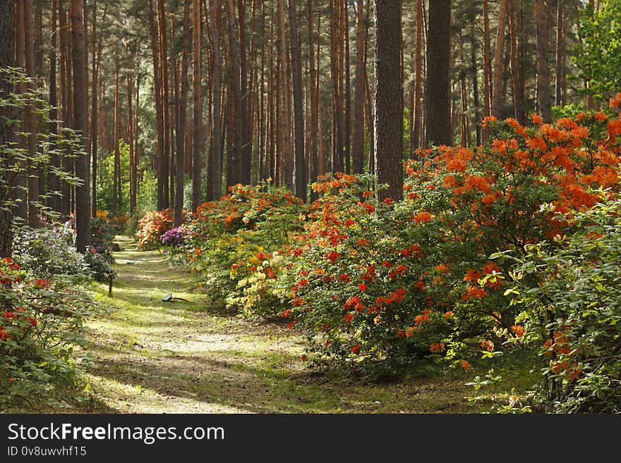 Big azalea or rhododendron in garden. Season of flowering azaleas rhododendron at botanical garden in Babite, Latvia. Big azalea or rhododendron in garden. Season of flowering azaleas rhododendron at botanical garden in Babite, Latvia