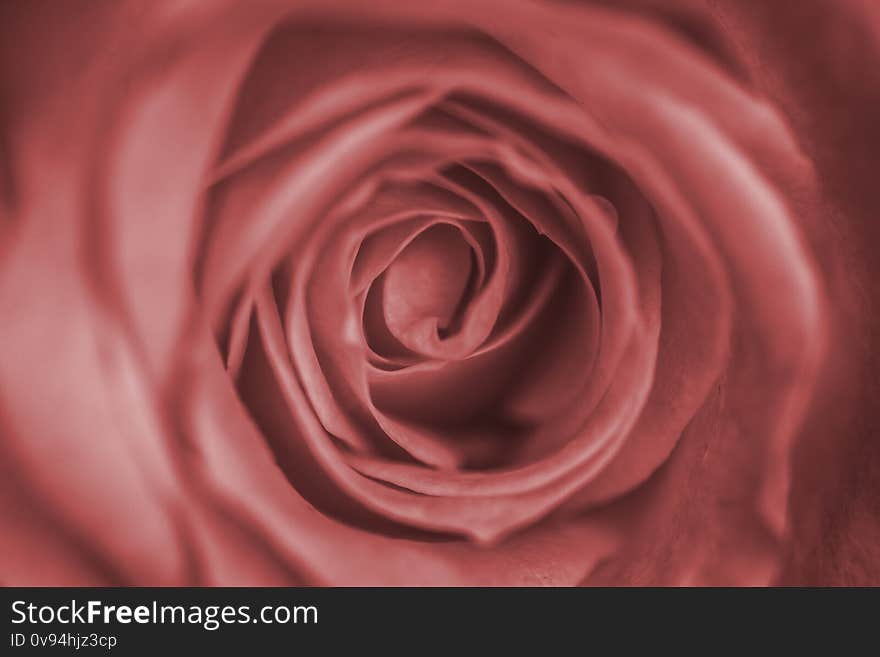 Close up delicate pale rose bud. Macro image. Fresh beautiful flower as expression of love and respect for postcard and wallpaper