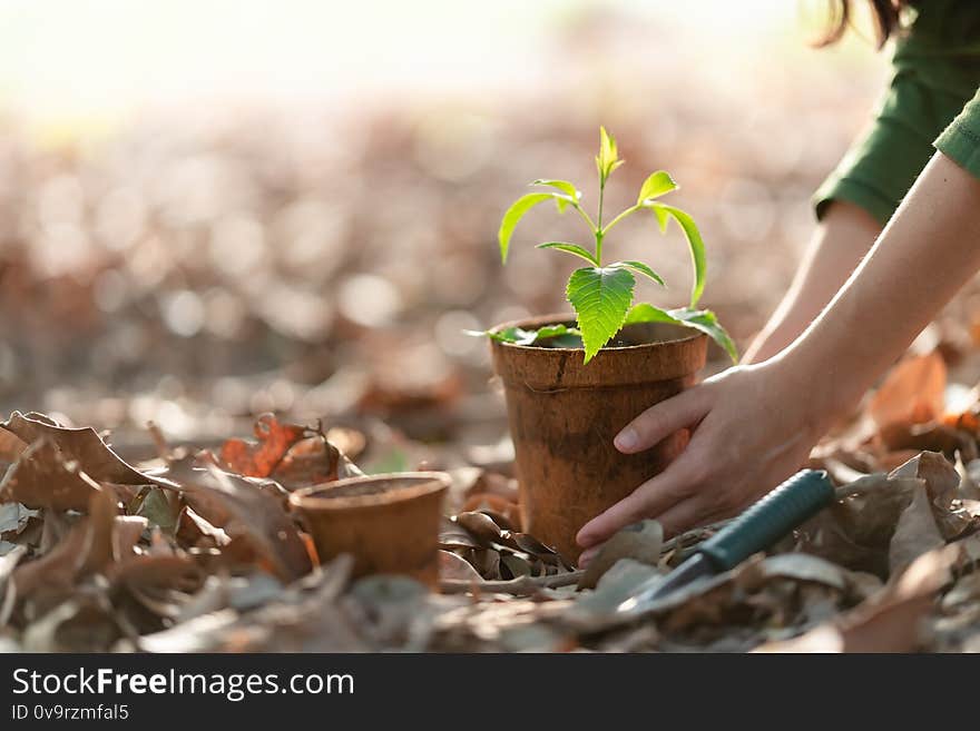 Agriculture. Growing plants. Plant seedling. Hand nurturing young baby plants