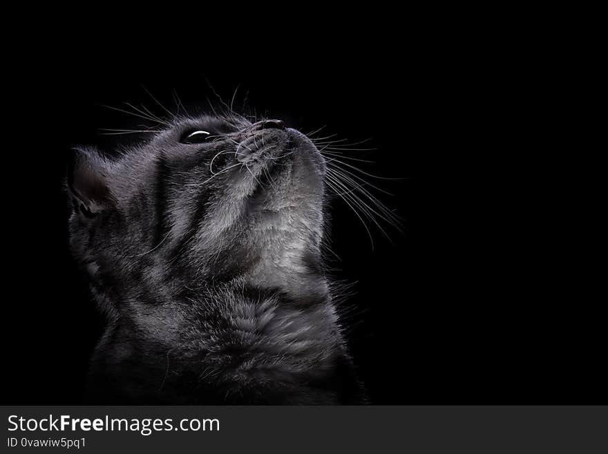 Portrait of a Scottish cat looking up closeup