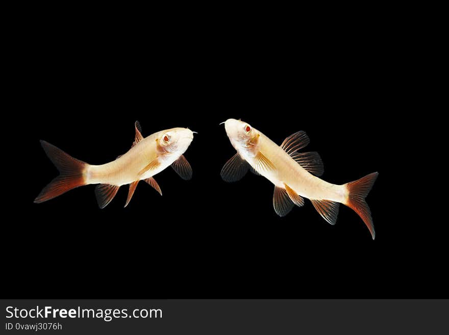 Albino Red-fin Shark fresh water fish