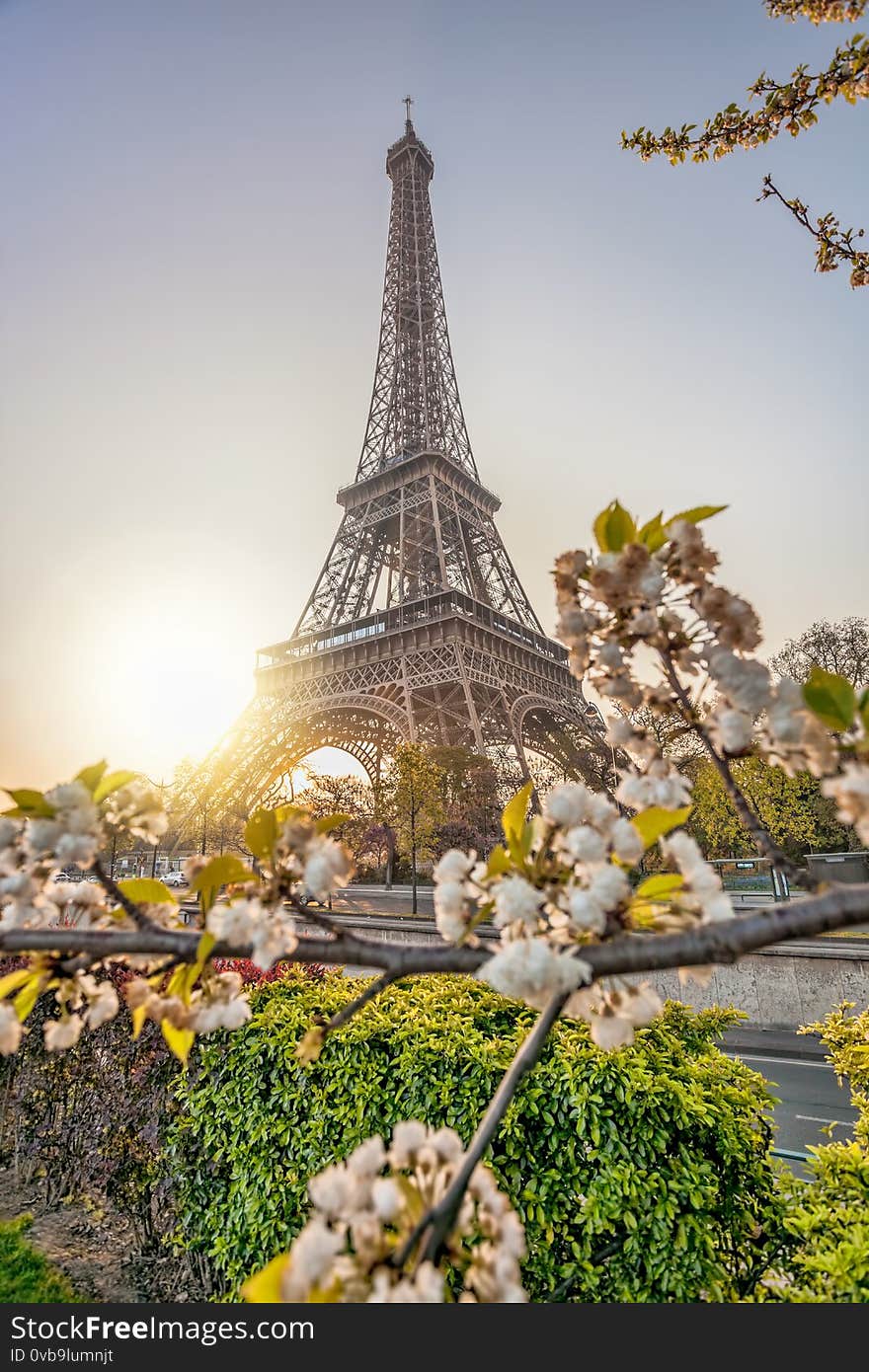 Famous Eiffel Tower with spring trees against sunrise in Paris, France