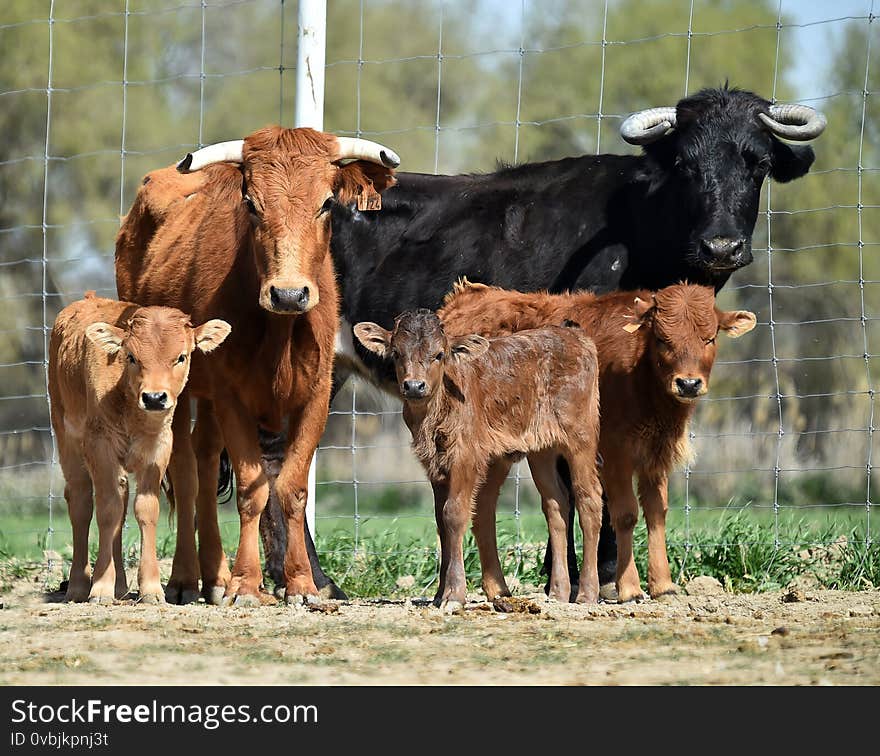 The little and nice bull on the spanish cattle farm. The little and nice bull on the spanish cattle farm