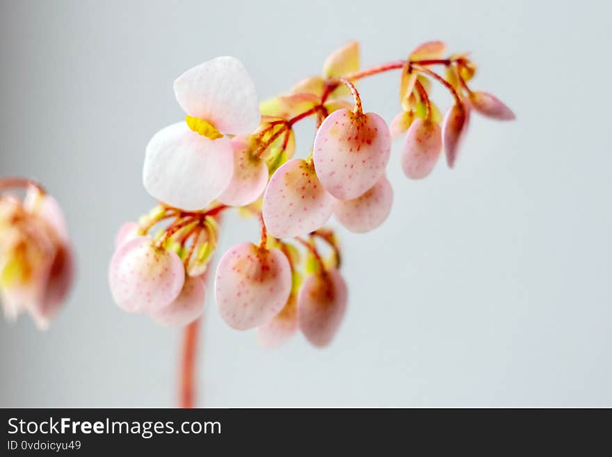 Pink delicate begonia flowers on neutral gray background