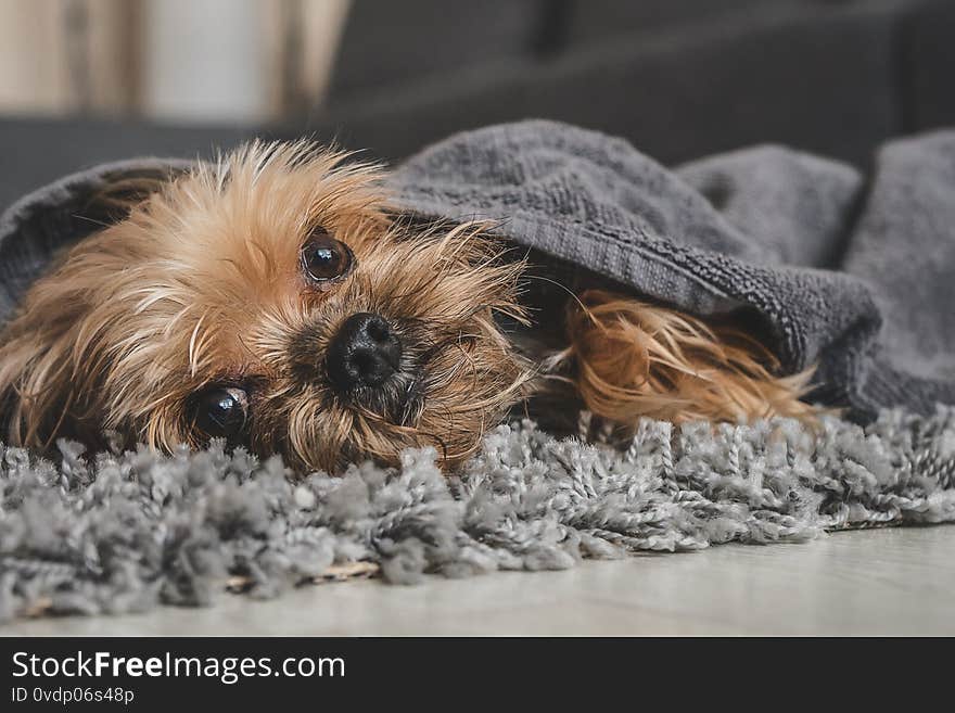 Yorkshire terrier dog after shower in a towel