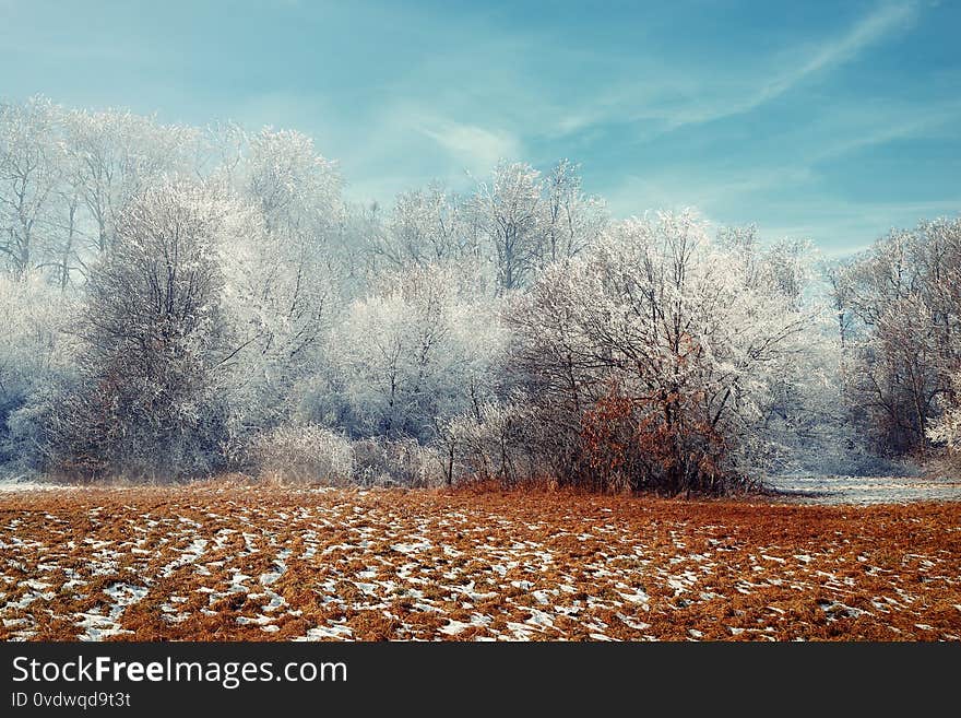 Beautiful winter morning forest. Frozen tree