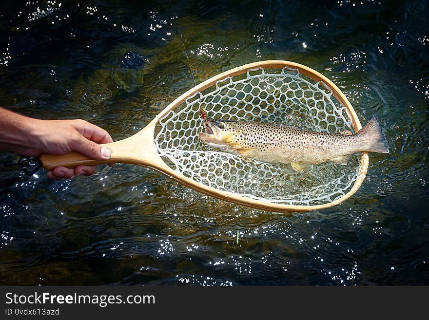 Male brook trout in a landing net