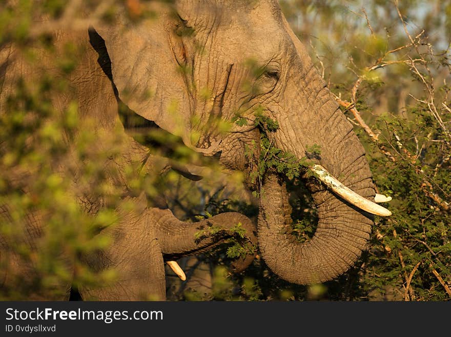 Portrait of a big beautiful elephant feeding on tree, wild animal, safari game drive, Eco travel and tourism, Kruger national park, South Africa, mammal in natural environment,african wildlife