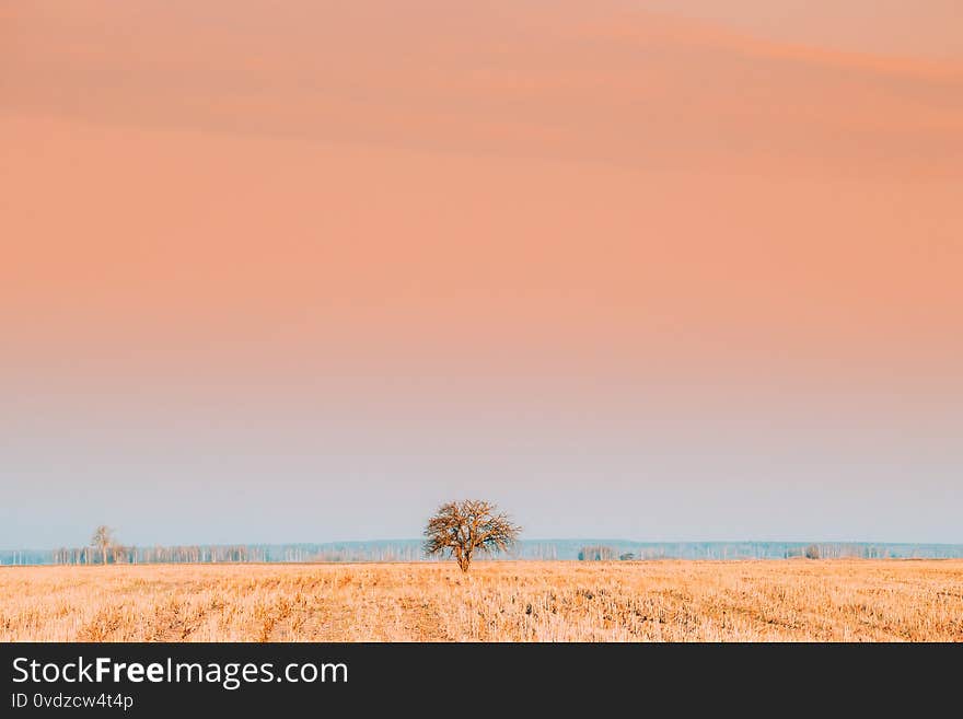 Dry Lonely Tree In Without Foliage In Spring Field. Agricultural Rural Landscape