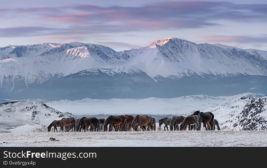 Herd Of Free-Living Horses With Hoarfrost Tails And Manes Peacefully Grazes Against The Snow-White North-Chuya Ridge.Steed On Free