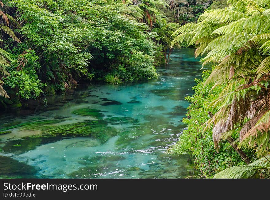 Blue Spring which is located at Te Waihou Walkway,Hamilton New Zealand.