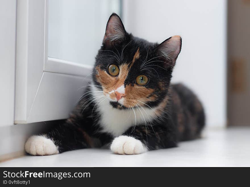 Beautiful colored cat sitting on a windowsill and looking to the window. Article about Pets. Article about animal classes . cat tri-color