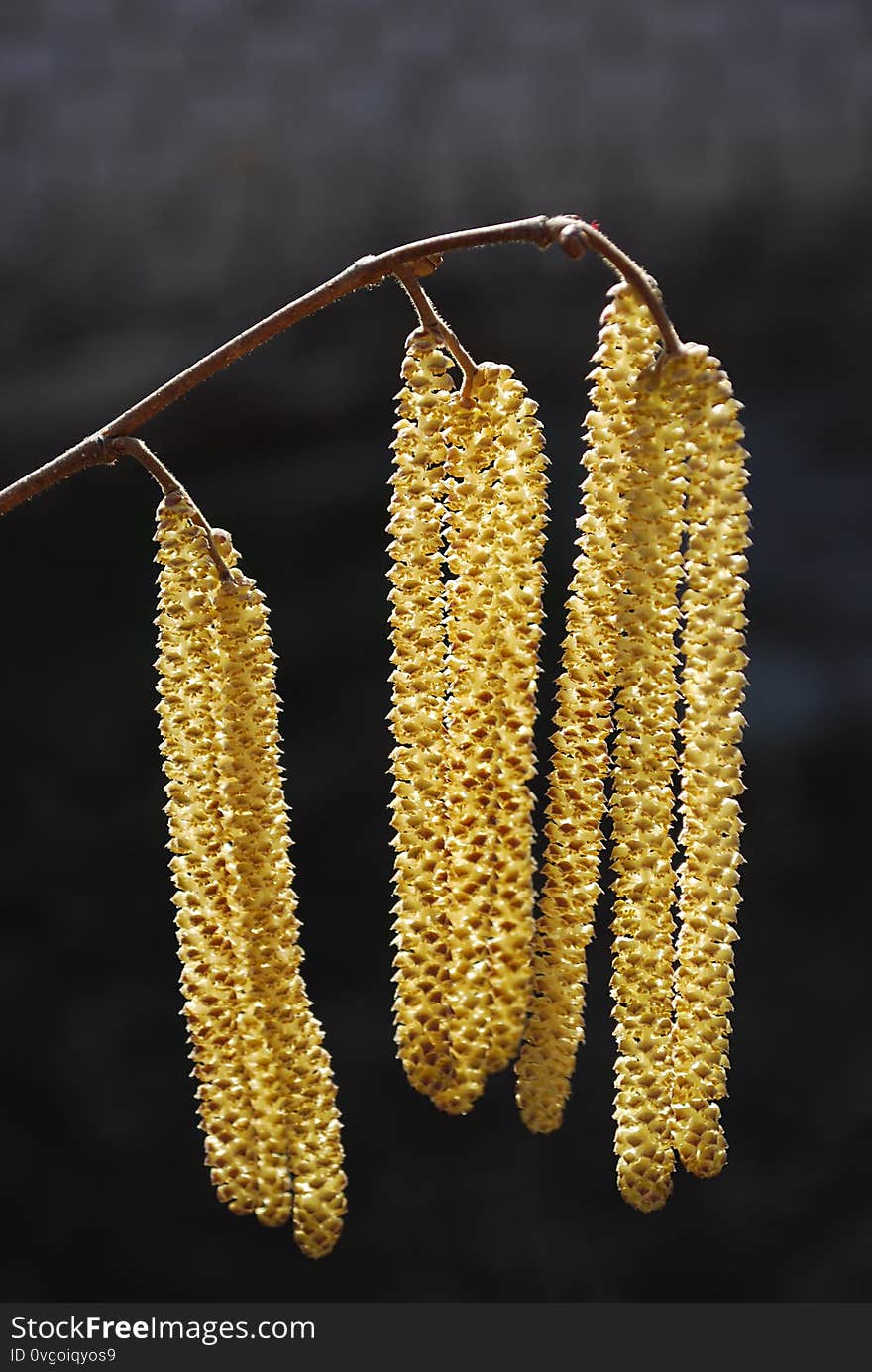 Delicate Inflorescences Of Catkins On A Branch Of Hazel