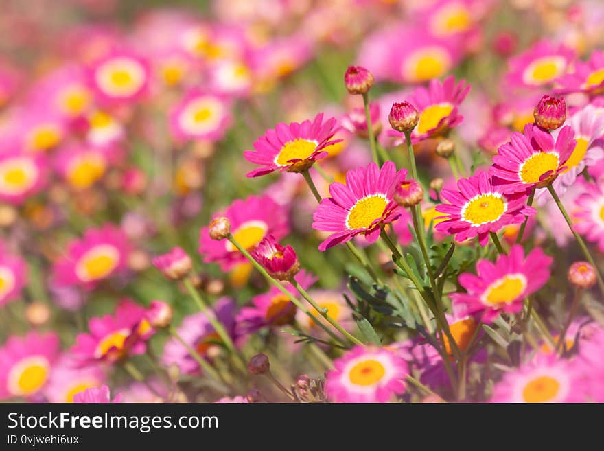 Pink marguerite flowers blooming in spring time