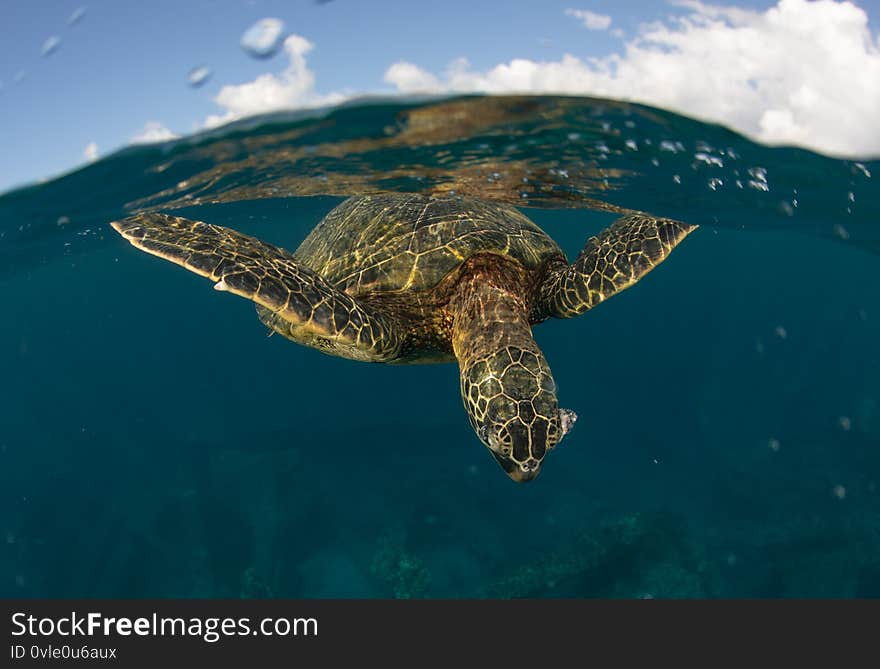 Hawaii`s favorite reptile the hawaiian green sea turtle swims over the coral reef with reef fish around. Hawaii`s favorite reptile the hawaiian green sea turtle swims over the coral reef with reef fish around