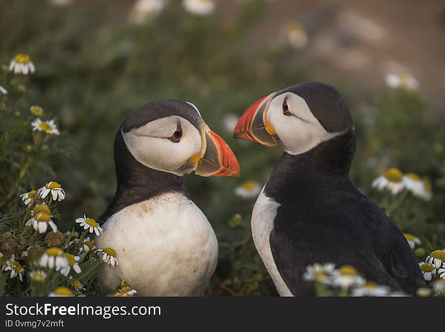 A closeup portrait of two puffin billing