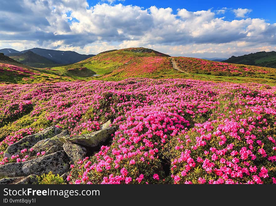 Summer landscape with mountain, the lawns are covered by pink rhododendron flowers with the foot path. Concept of nature rebirth.