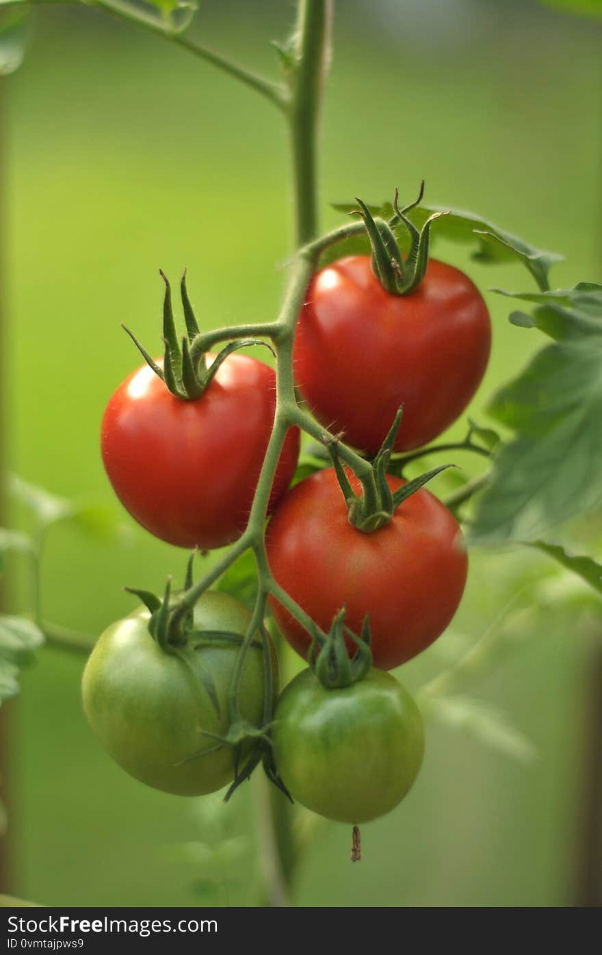 Tomato bunch on a blur green background, close up