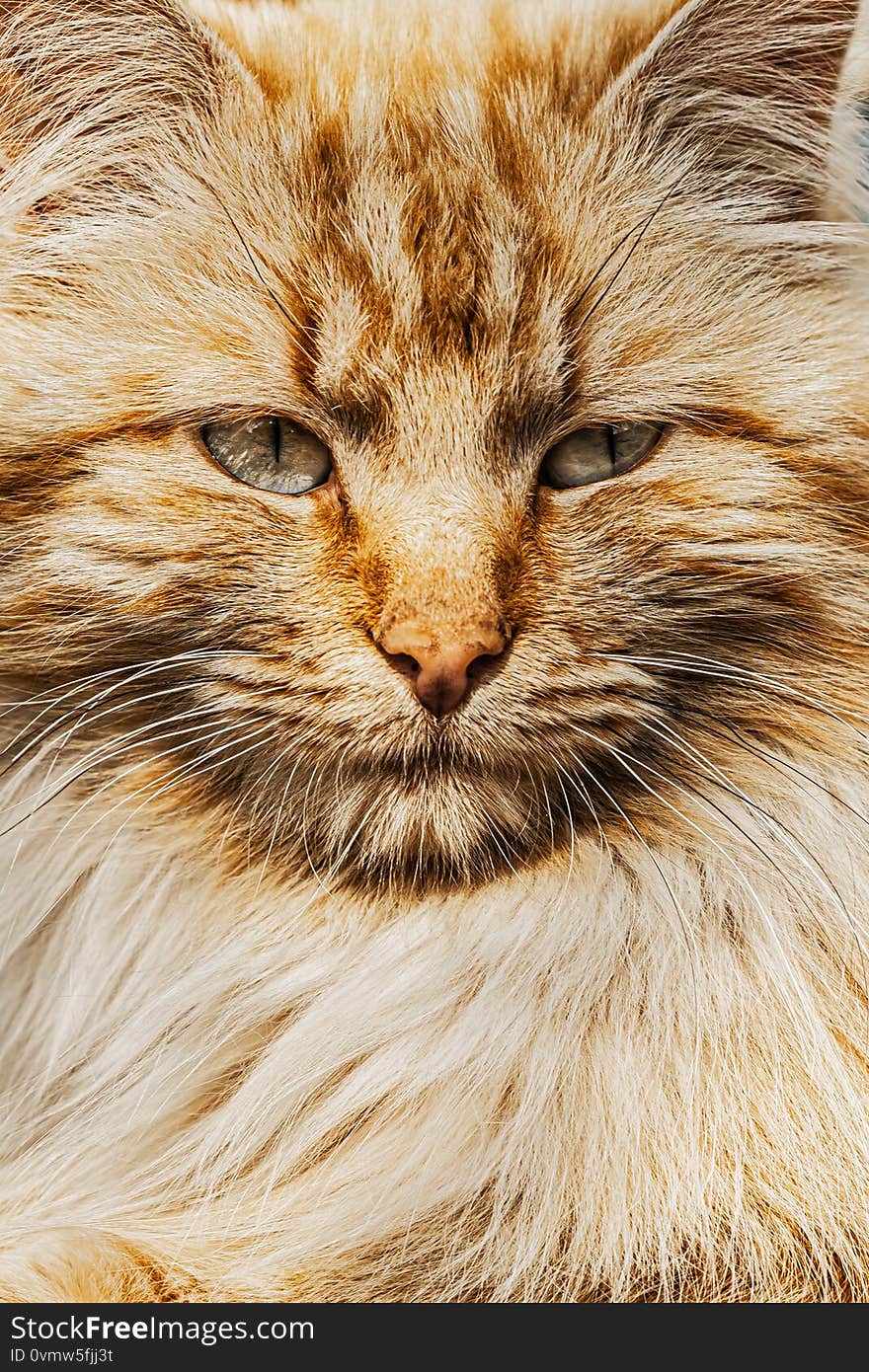 Close-up portrait of a fluffy sleepy red cat