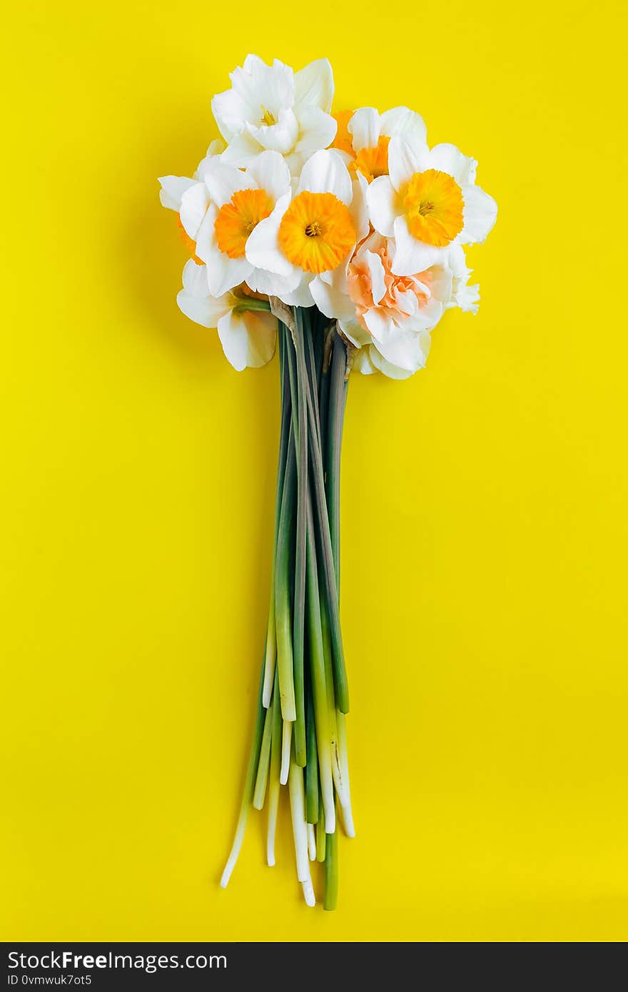 Beautiful bright yellow daffodils on a yellow background close-up. Beautiful bright yellow daffodils on a yellow background close-up