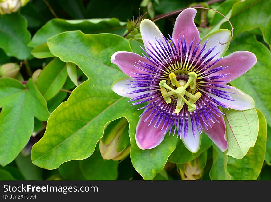 purple passion flower, passion flower and green leaves