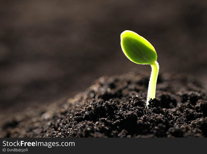 Little green seedling growing in soil. Space for text