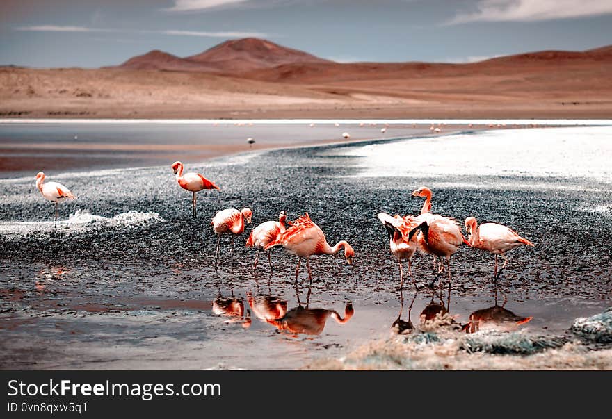 Pink flamingos at exciting lagoon scenery. Pink flamingos at exciting lagoon scenery