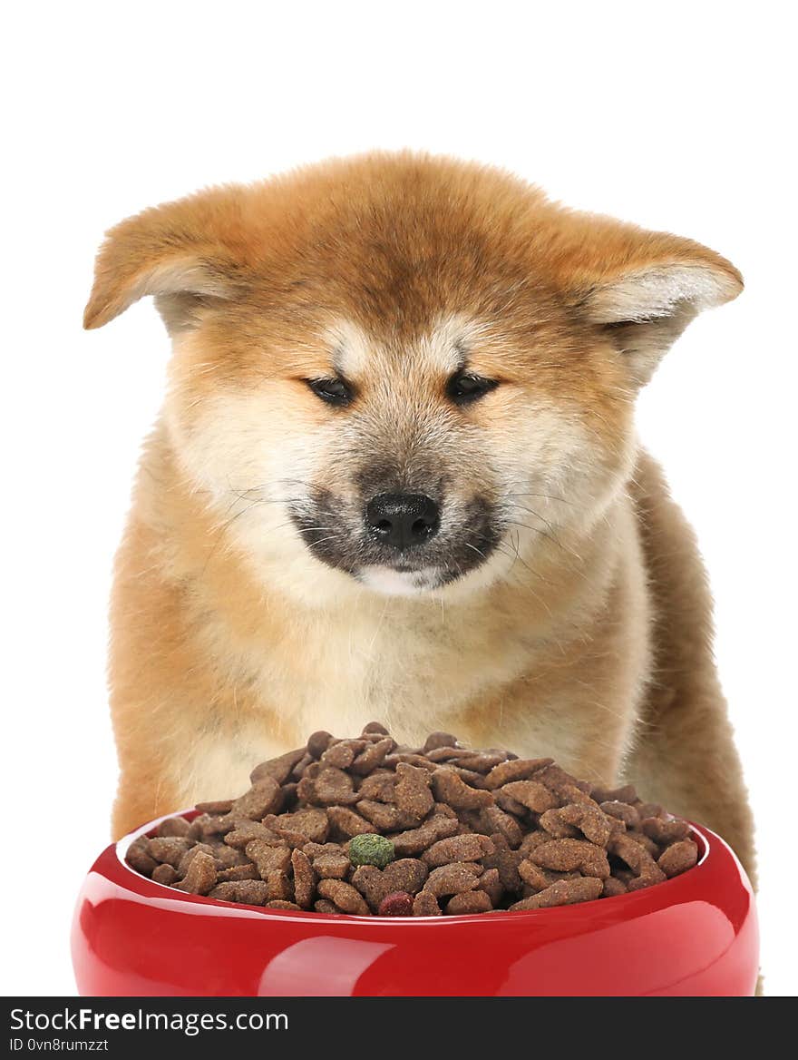 Cute Akita Inu puppy and feeding bowl with dog food on white background