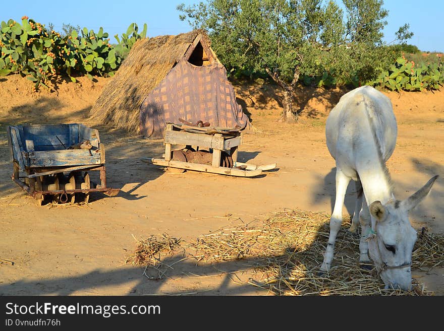 The Berbers dug up beds with the help of donkeys and such sledges. We rested in tents. The Berbers dug up beds with the help of donkeys and such sledges. We rested in tents.