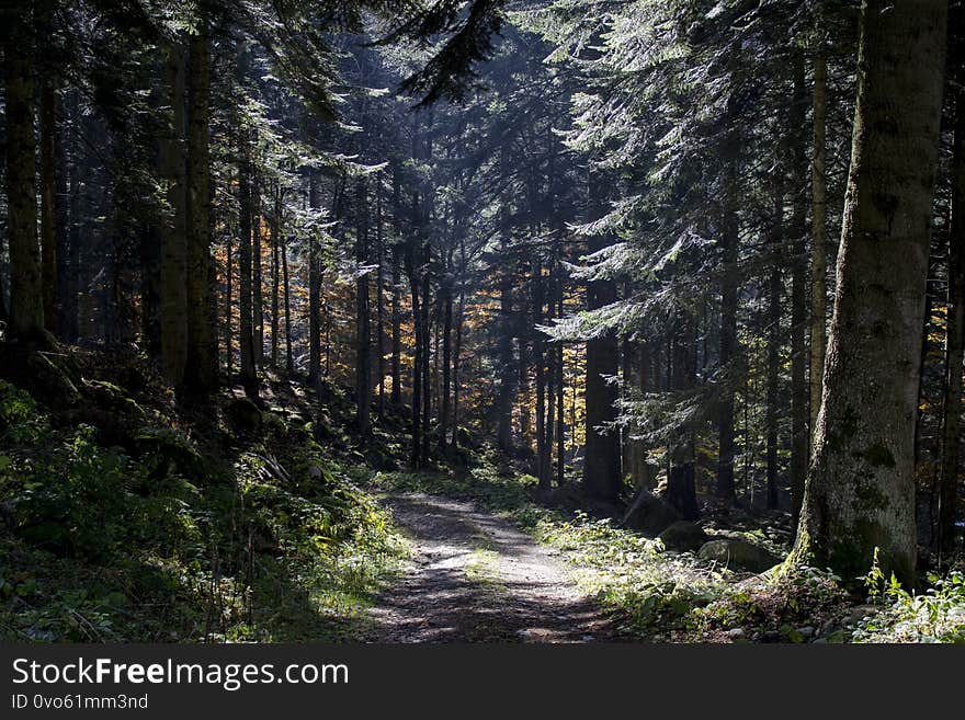 Autumn in the Pian delle Gorre wood in  Pesio Valley