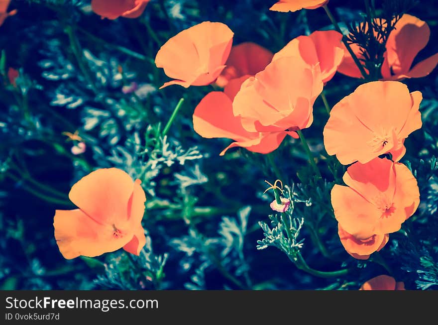 Close up blooming bush of California poppy Eschscholzia californica at backyard garden in Seattle, Washington, America. Blossom homegrown golden orange summer wildflower. Close up blooming bush of California poppy Eschscholzia californica at backyard garden in Seattle, Washington, America. Blossom homegrown golden orange summer wildflower.