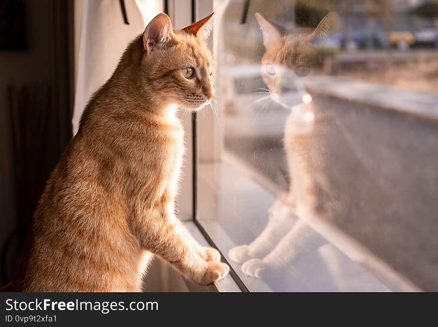 tabby cat looking out the window is reflected in the glass