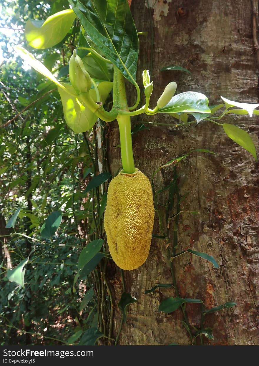 Jackfruit can be called a food bag. Jackfruit is a beautiful plant. This can be seen in the Asian region. Jackfruit can be called a food bag. Jackfruit is a beautiful plant. This can be seen in the Asian region..