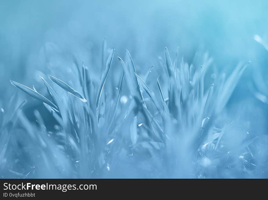 Young green wheat grows in the field. Rows with sprouts of wheat. Sunny spring morning. Image toned in classic blue