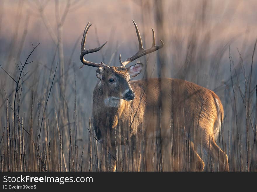 Large whitetailed deer buck moving through an open meadow during the rut in Great Smoky Mountains National Park