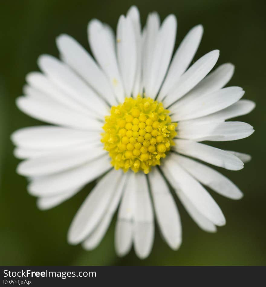 Closeup of the small Chrysanthemum