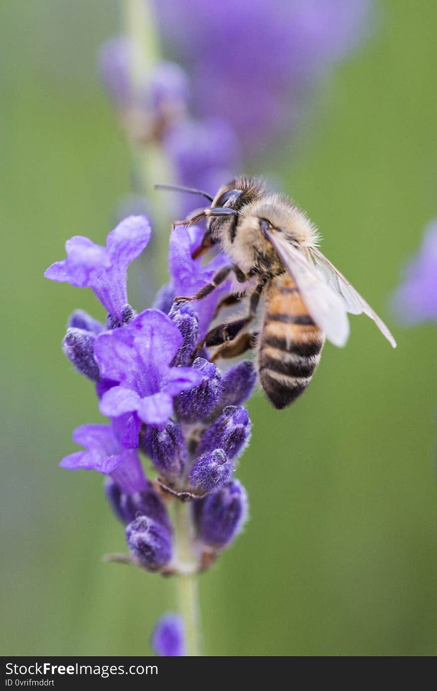 Macro photo of a bee is busy doing its job on a purple  flowers. Macro photo of a bee is busy doing its job on a purple  flowers